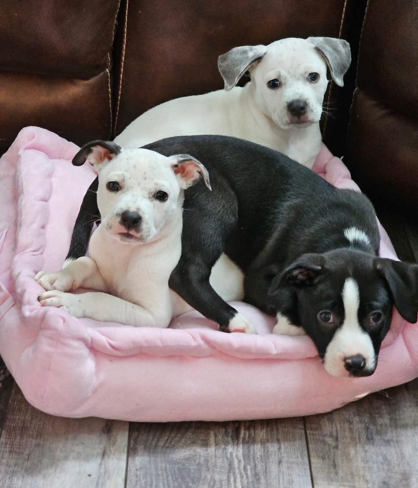 Enlarge Charlotte, a Adoptable mixed breed in Littleton, CO image 3/6