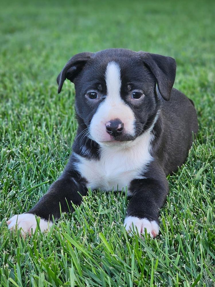 Enlarge Charlotte, a Adoptable mixed breed in Littleton, CO image 4/6