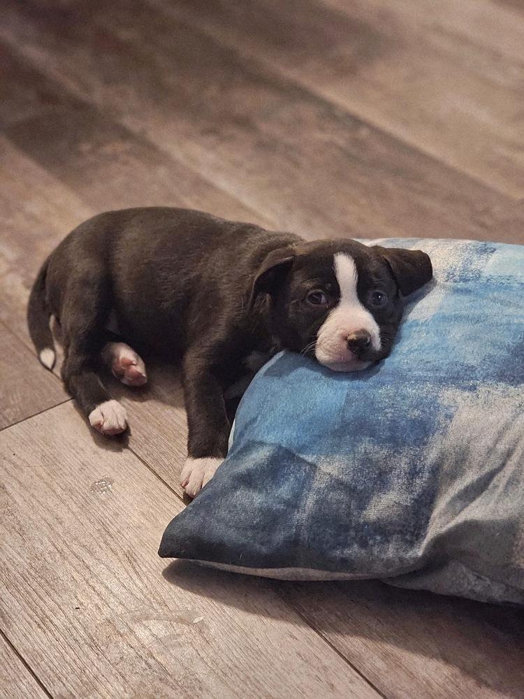 Enlarge Charlotte, a Adoptable mixed breed in Littleton, CO image 5/6