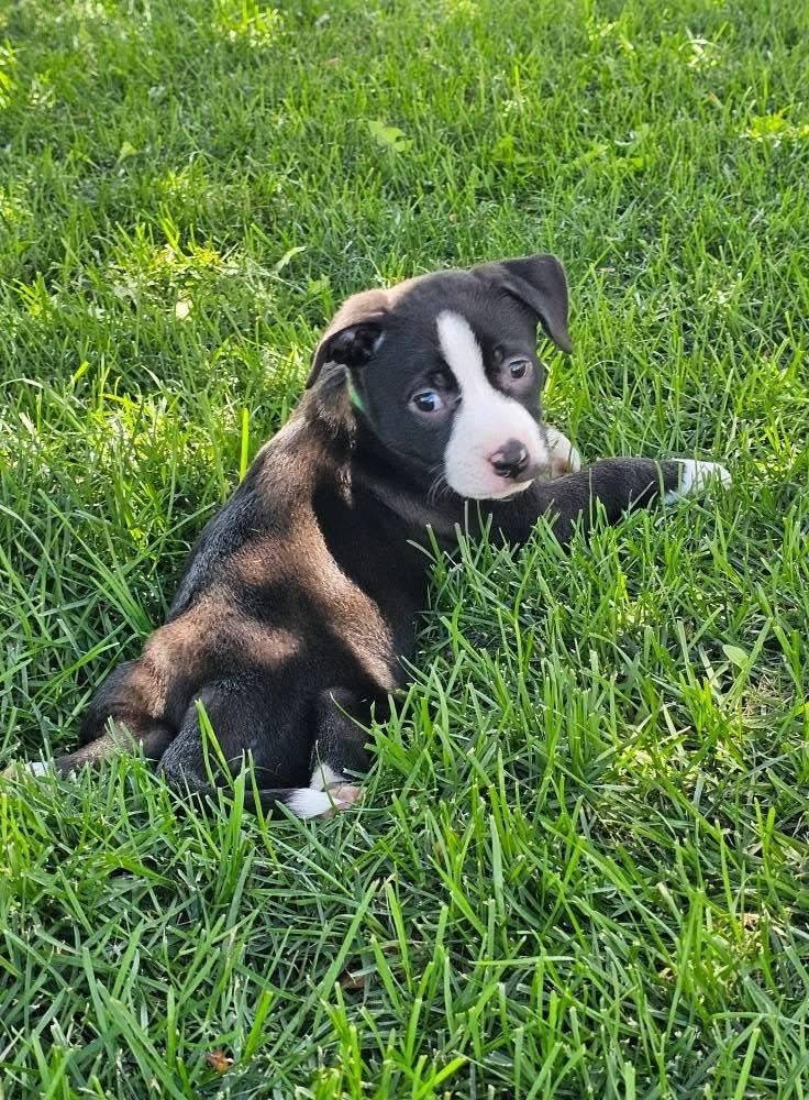 Enlarge Charlotte, a Adoptable mixed breed in Littleton, CO image 6/6