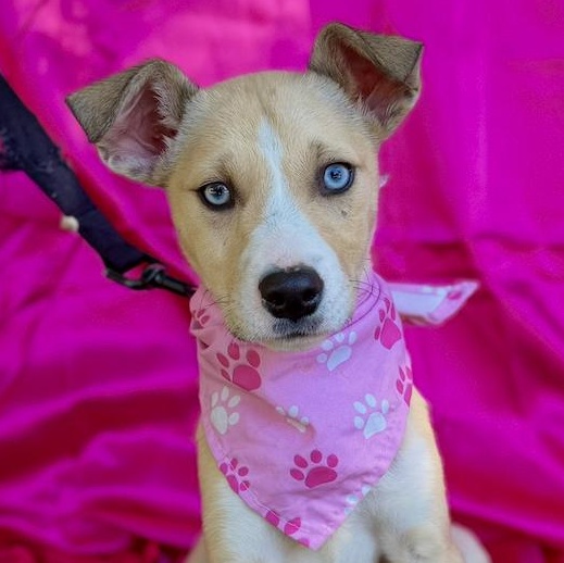 Enlarge FAWN, a ADOPTABLE mixed breed in Rowland Heights, CA image 1/6