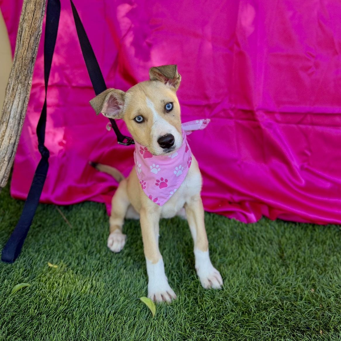 Enlarge FAWN, a ADOPTABLE mixed breed in Rowland Heights, CA image 4/6
