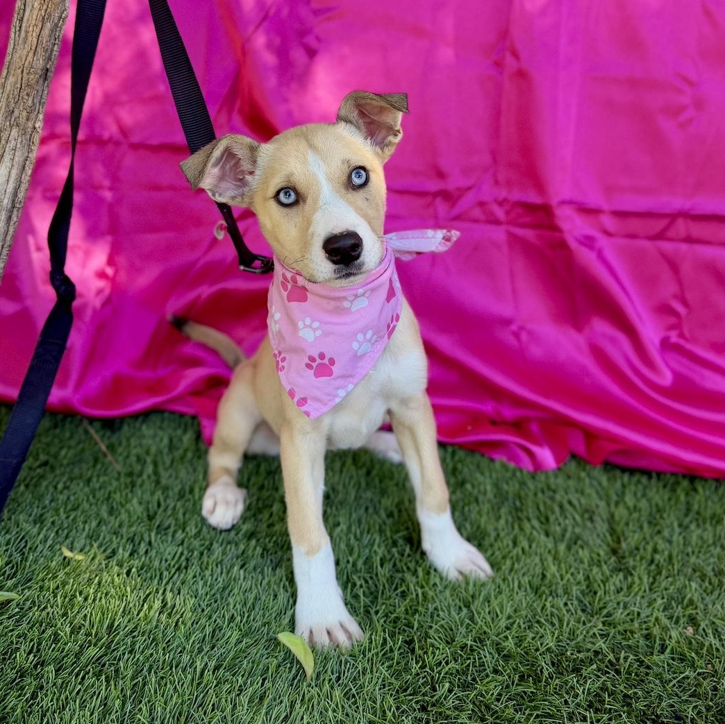 Enlarge FAWN, a ADOPTABLE mixed breed in Rowland Heights, CA image 3/6