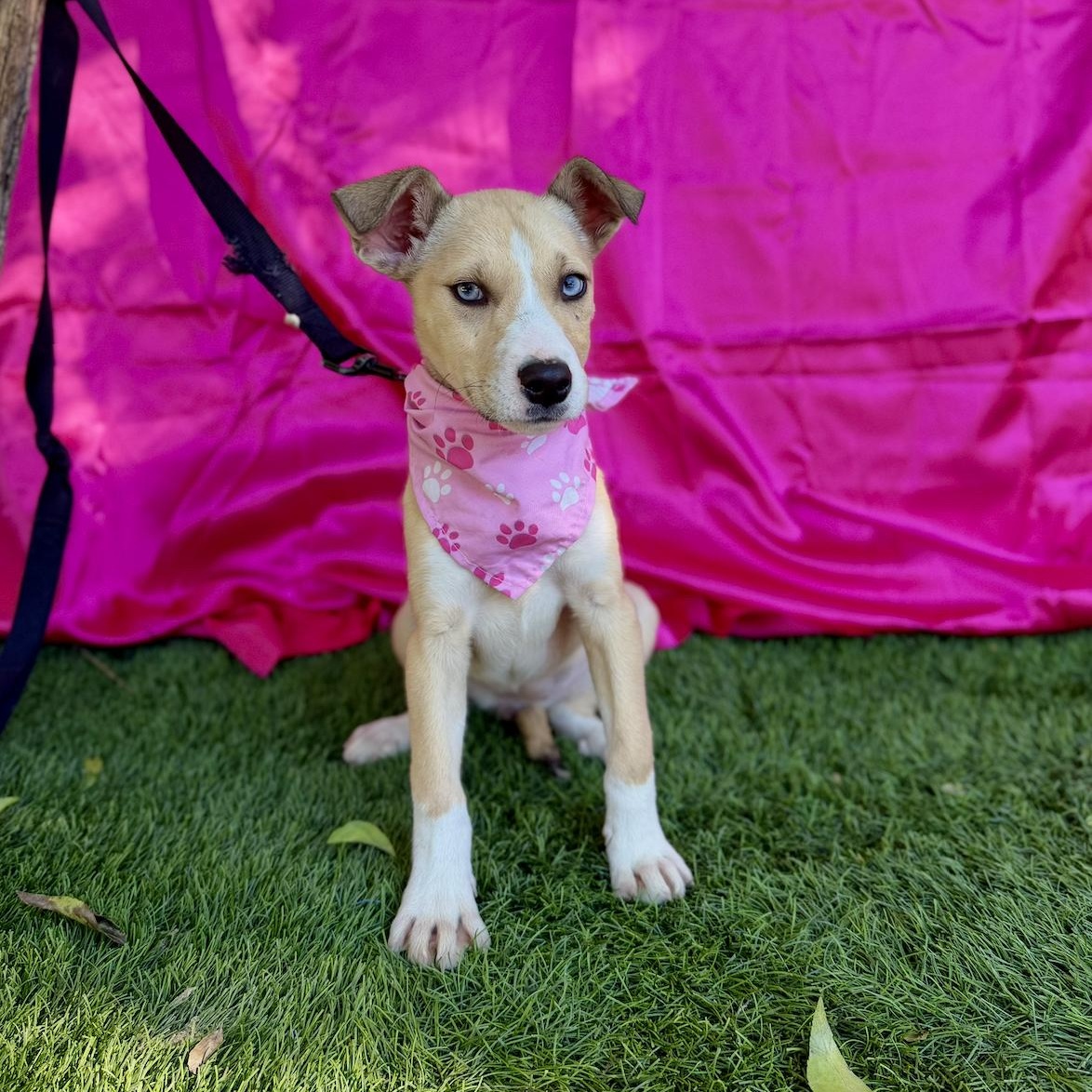 Enlarge FAWN, a ADOPTABLE mixed breed in Rowland Heights, CA image 6/6