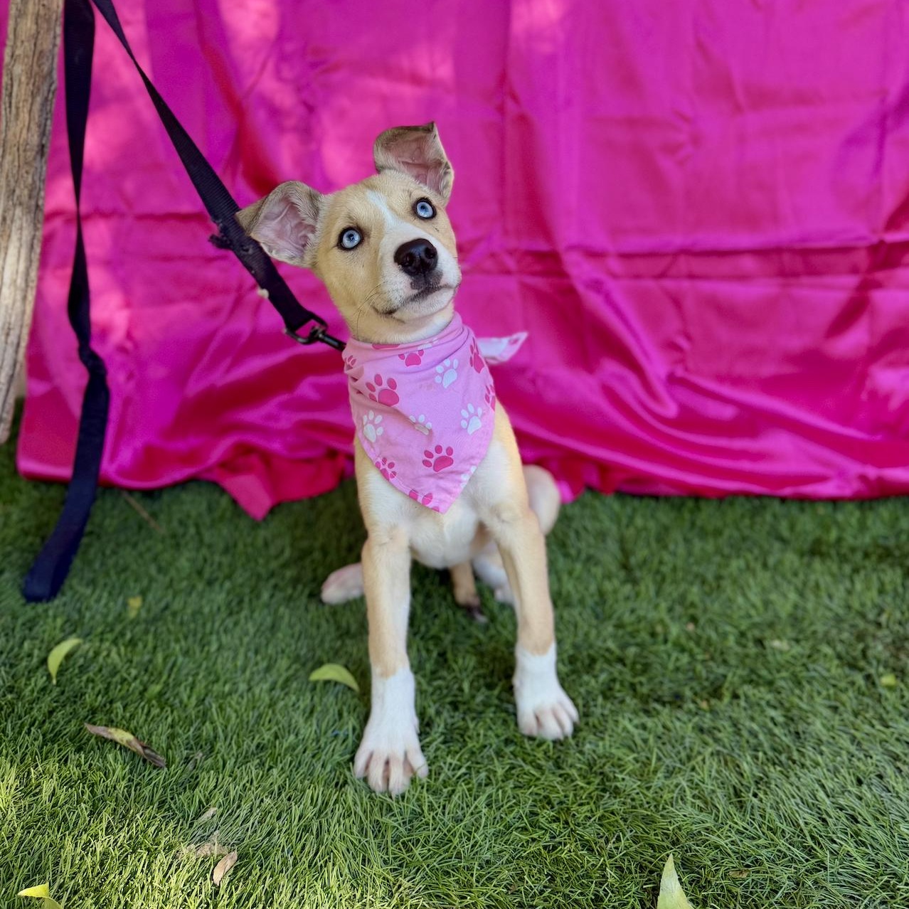 Enlarge FAWN, a ADOPTABLE mixed breed in Rowland Heights, CA image 5/6