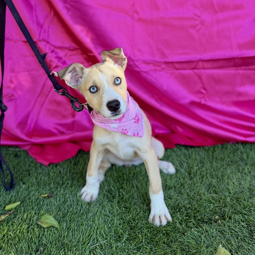 Enlarge FAWN, a ADOPTABLE mixed breed in Rowland Heights, CA image 2/6