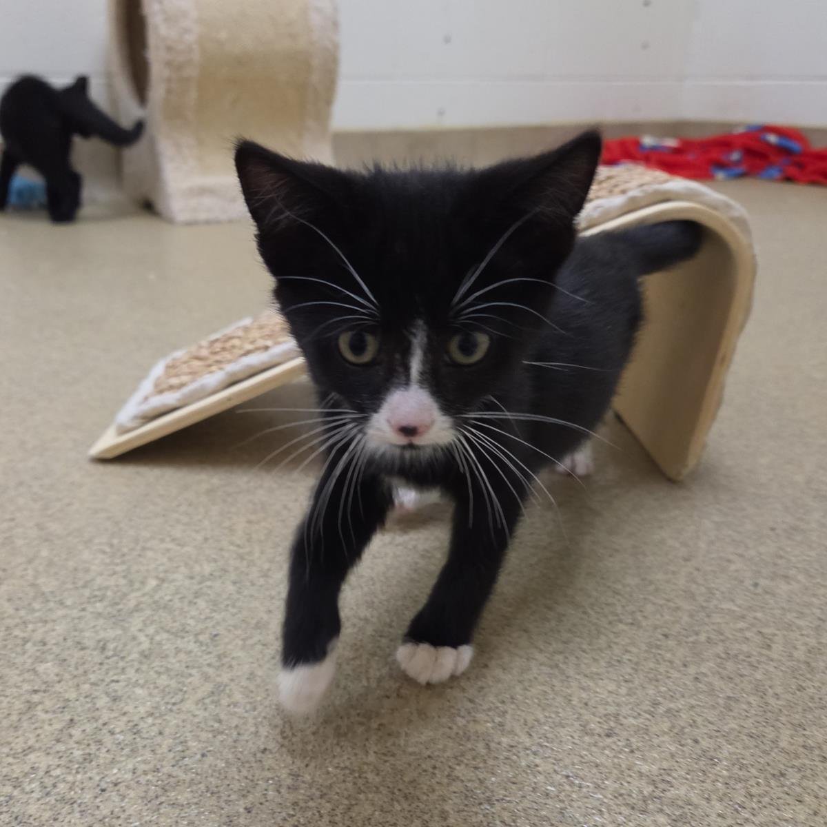 Caelum, Adoptable, Kitten Male Domestic Short Hair.