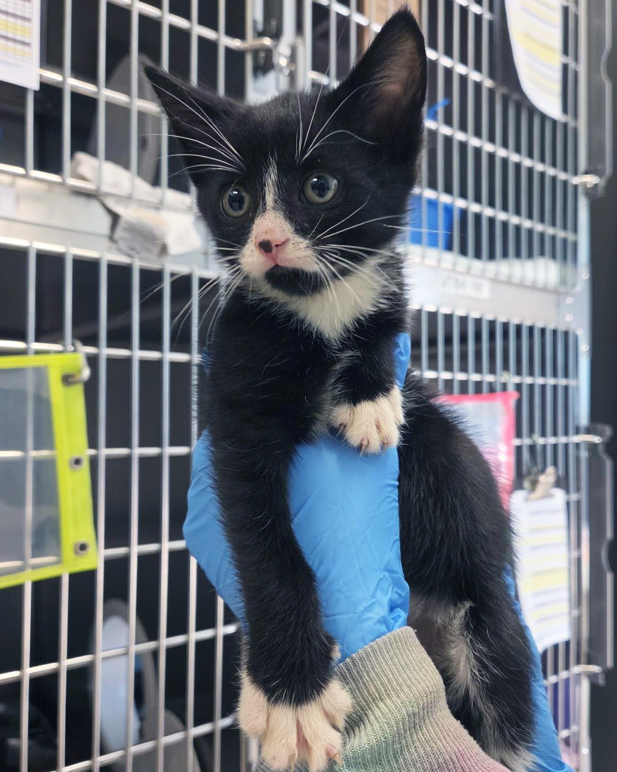 Enlarge Caelum, a Adoptable Domestic Short Hair in Plover, WI image 2/2