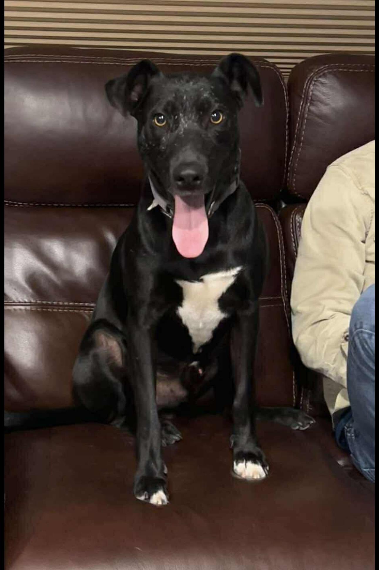 Oscar, an adoptable Labrador Retriever, English Pointer in Breckenridge, CO, 80424 | Photo Image 2