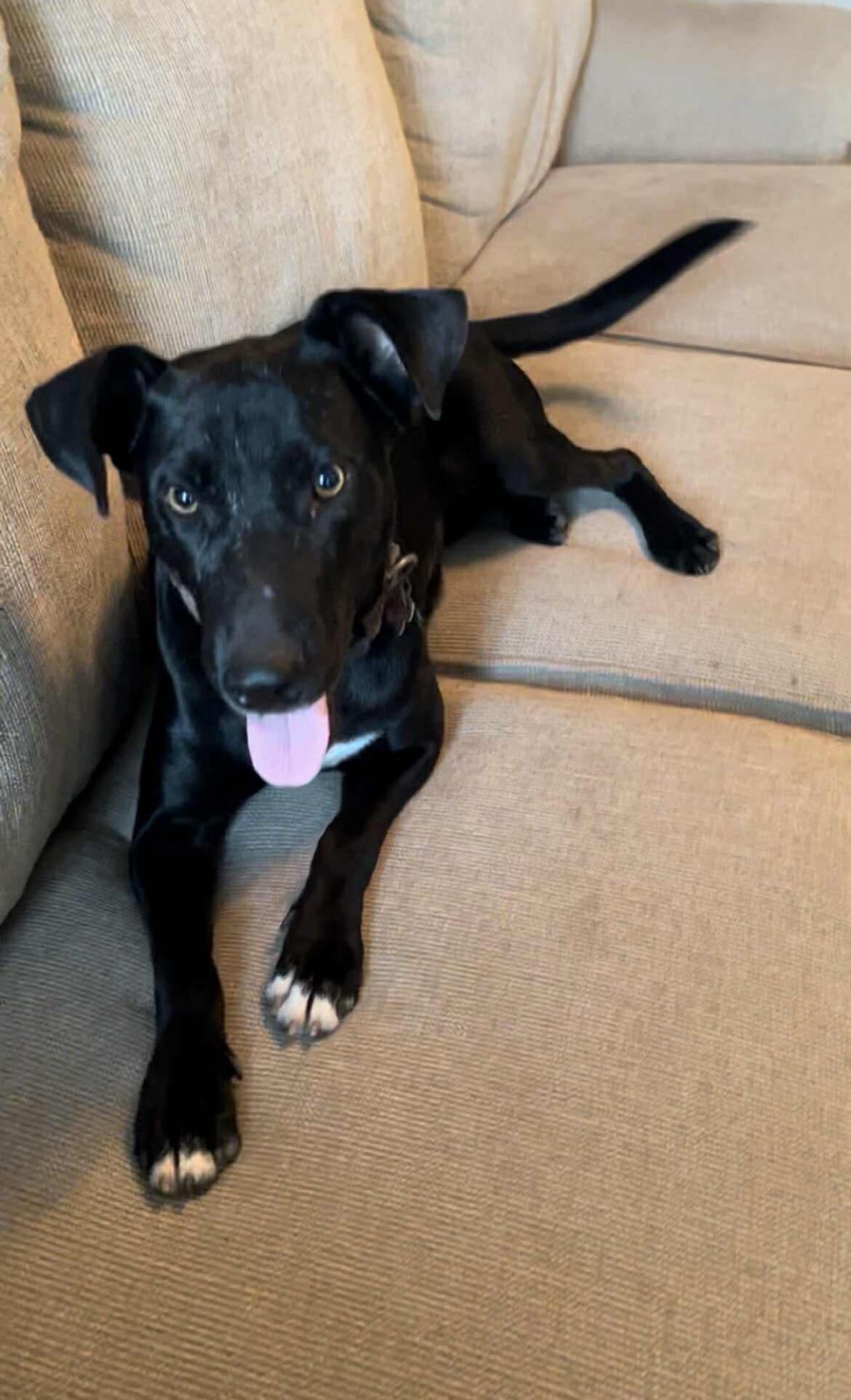 Oscar, an adoptable Labrador Retriever, English Pointer in Breckenridge, CO, 80424 | Photo Image 1