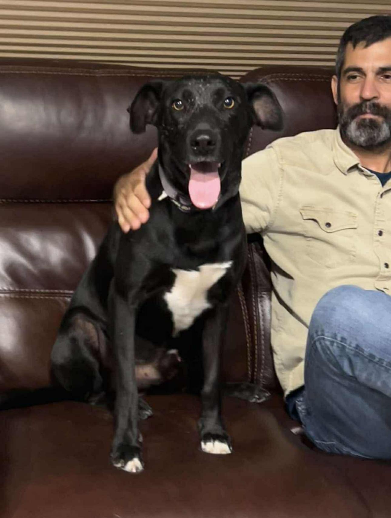Oscar, an adoptable Labrador Retriever, English Pointer in Breckenridge, CO, 80424 | Photo Image 4