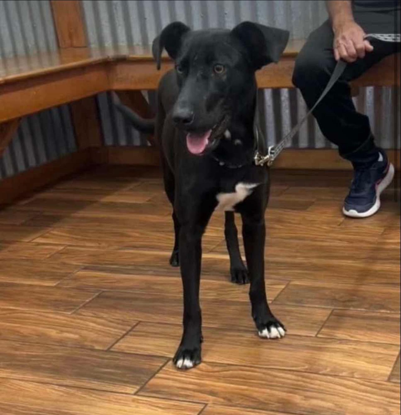 Oscar, an adoptable Labrador Retriever, English Pointer in Breckenridge, CO, 80424 | Photo Image 3