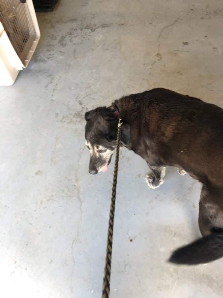 Voncille, Adopted, Senior Female Mixed Breed.