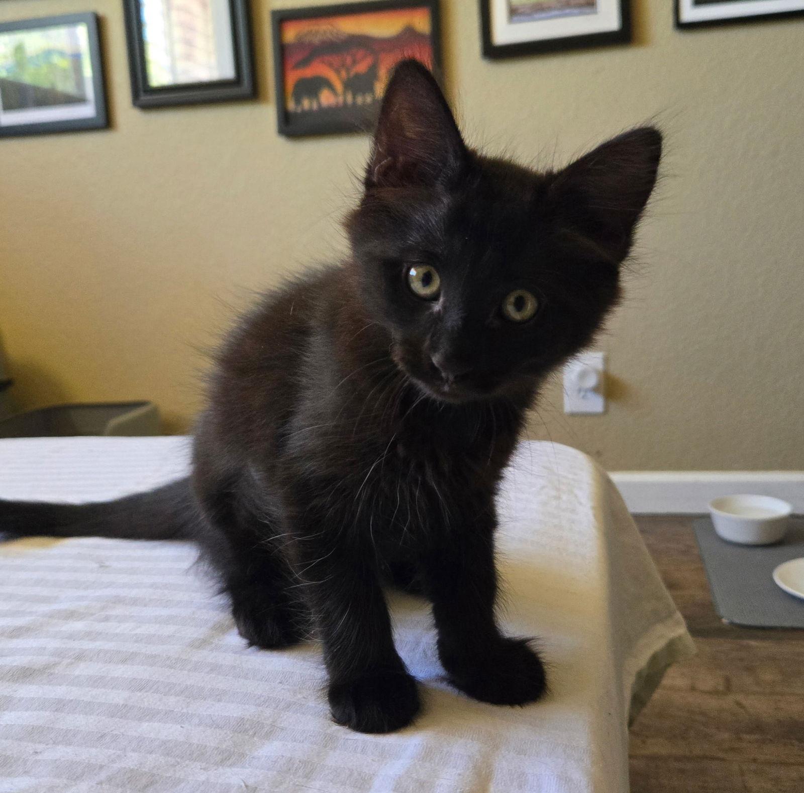Happy, Adopted, Young Female Domestic Medium Hair.