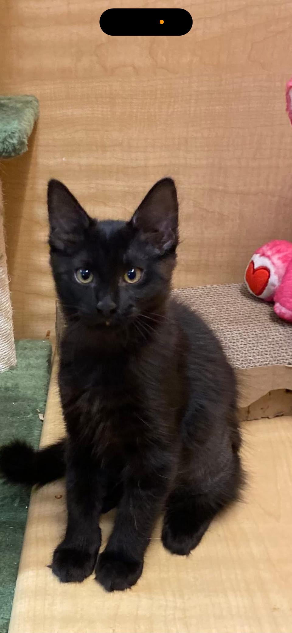 Happy, a Adopted Domestic Medium Hair in Scottsdale, AZ image 2/2