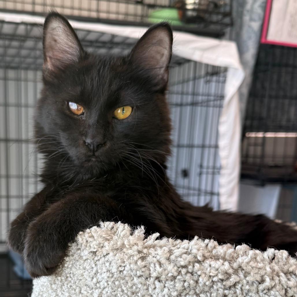 Ward, Adoptable, Young Male Domestic Medium Hair.