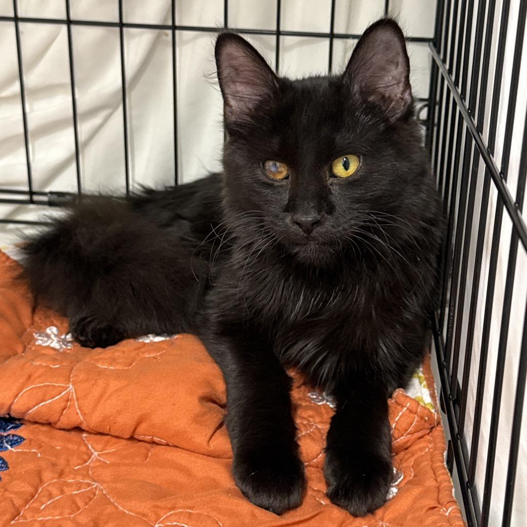 Enlarge Ward, a Adoptable Domestic Medium Hair in Bismarck, ND image 2/2