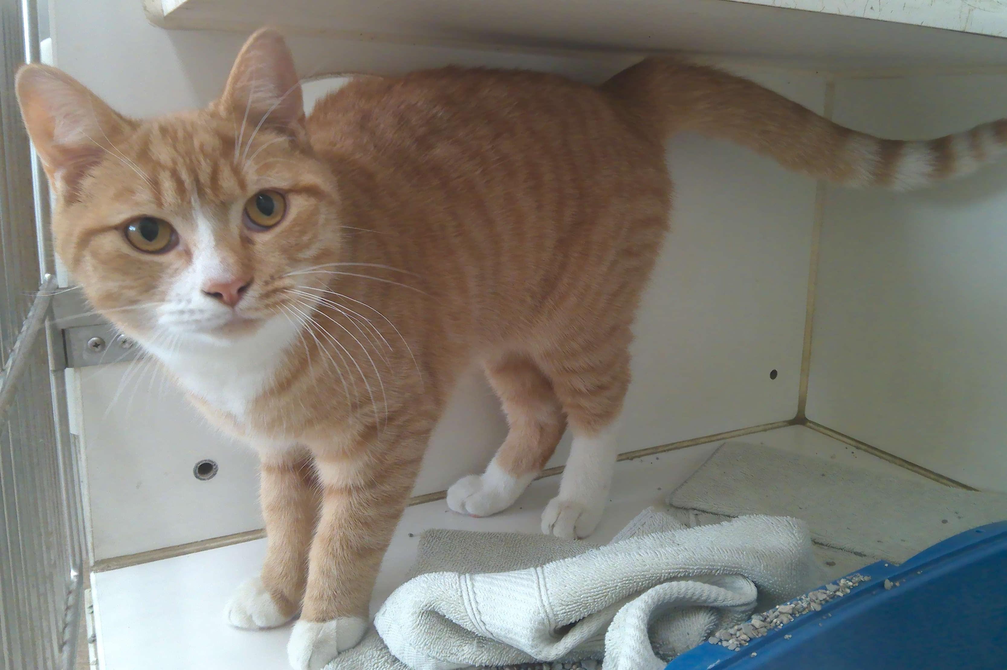 Rusty, Adoptable, Young Male Domestic Short Hair.