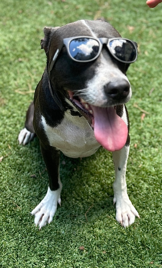 LEVI Dude, adopted, Adult Male American Bulldog & Cattle Dog.