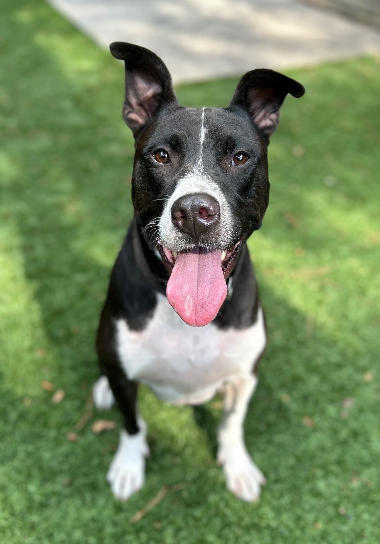 Enlarge LEVI Dude, a Adoptable mixed breed in Kingwood, TX image 3/3