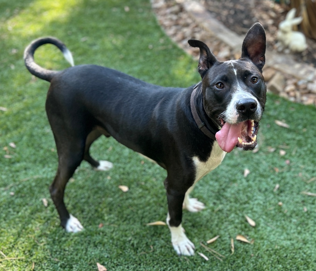 Enlarge LEVI Dude, a Adoptable mixed breed in Kingwood, TX image 1/3