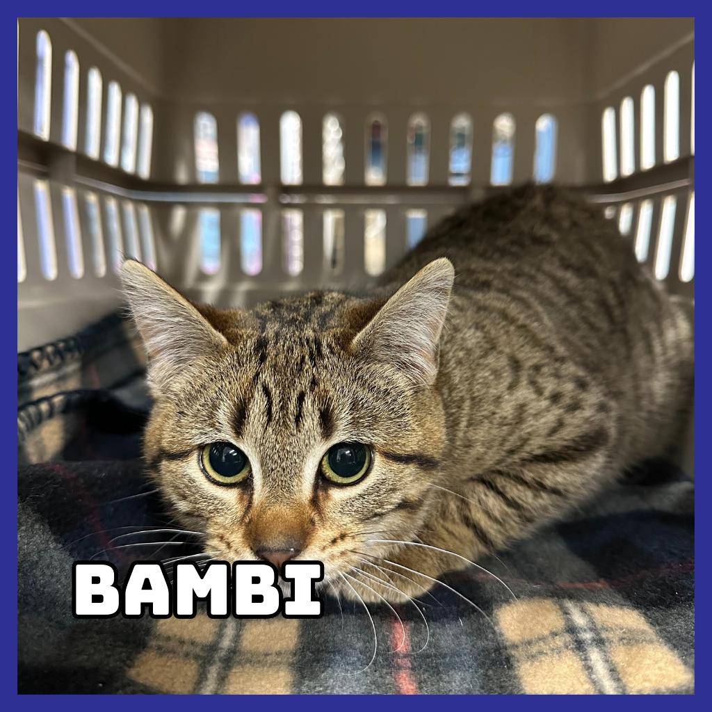 Bambi, Adoptable, Young Female Domestic Short Hair.