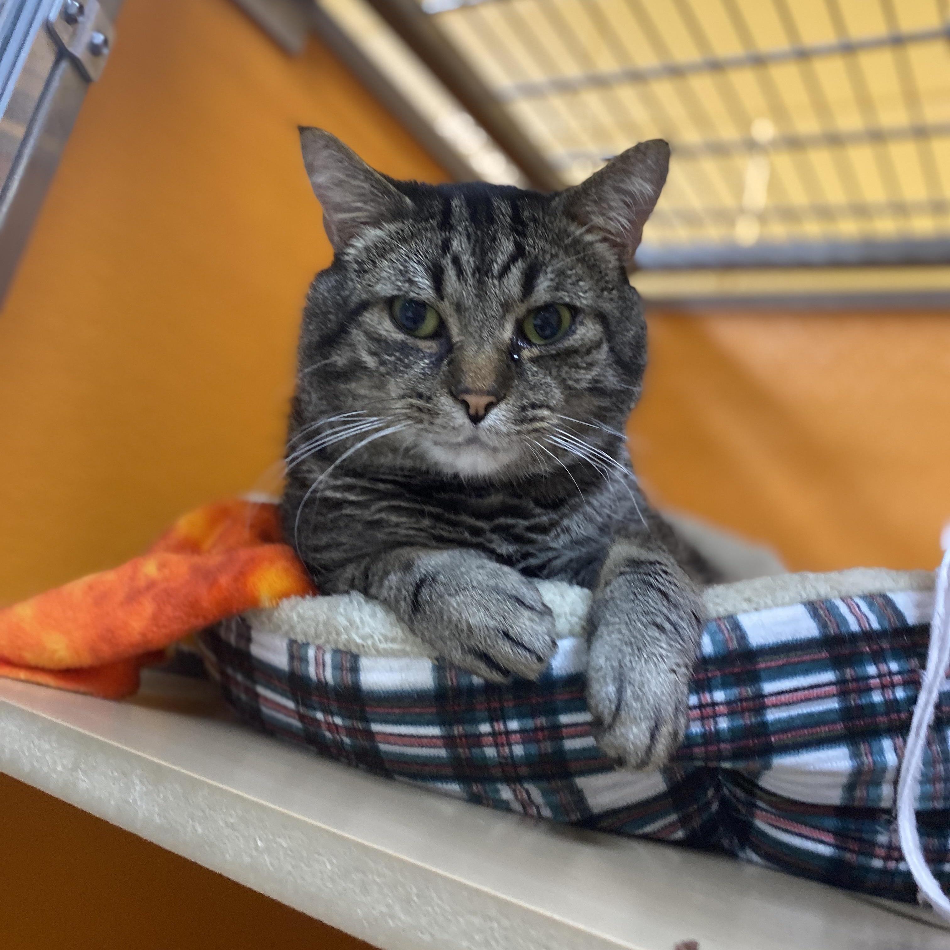 Benjamin , a Adoptable Domestic Short Hair in Elyria, OH image 1/6