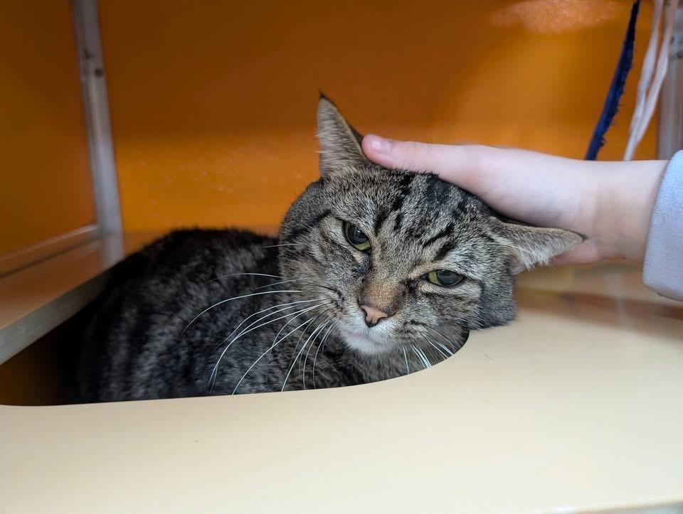 Enlarge Benjamin , a Adoptable Domestic Short Hair in Elyria, OH image 2/6