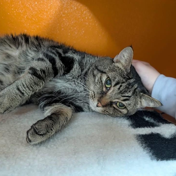 Benjamin , Adoptable, Adult Male Domestic Short Hair.