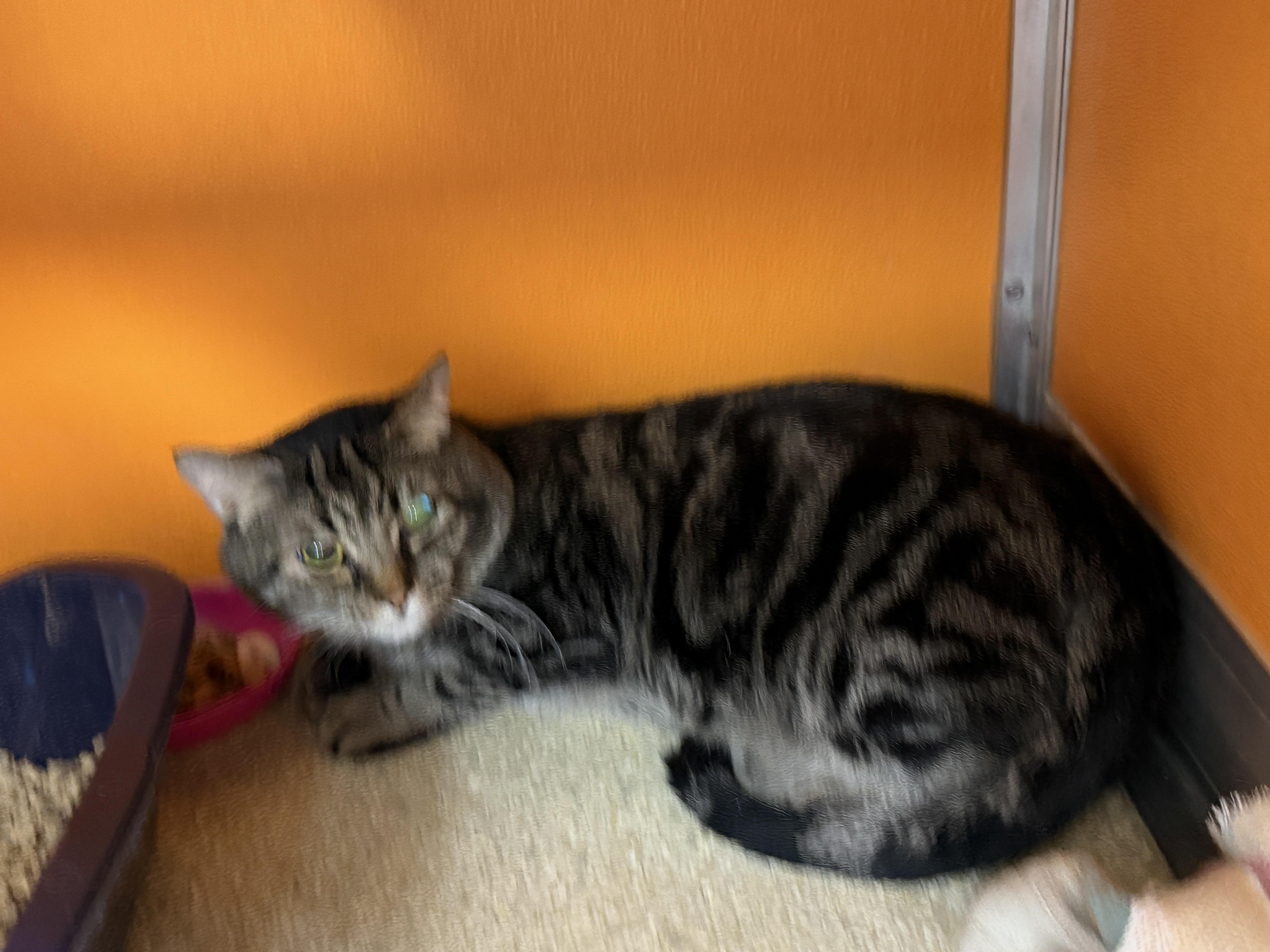 Enlarge Benjamin , a Adoptable Domestic Short Hair in Elyria, OH image 4/6