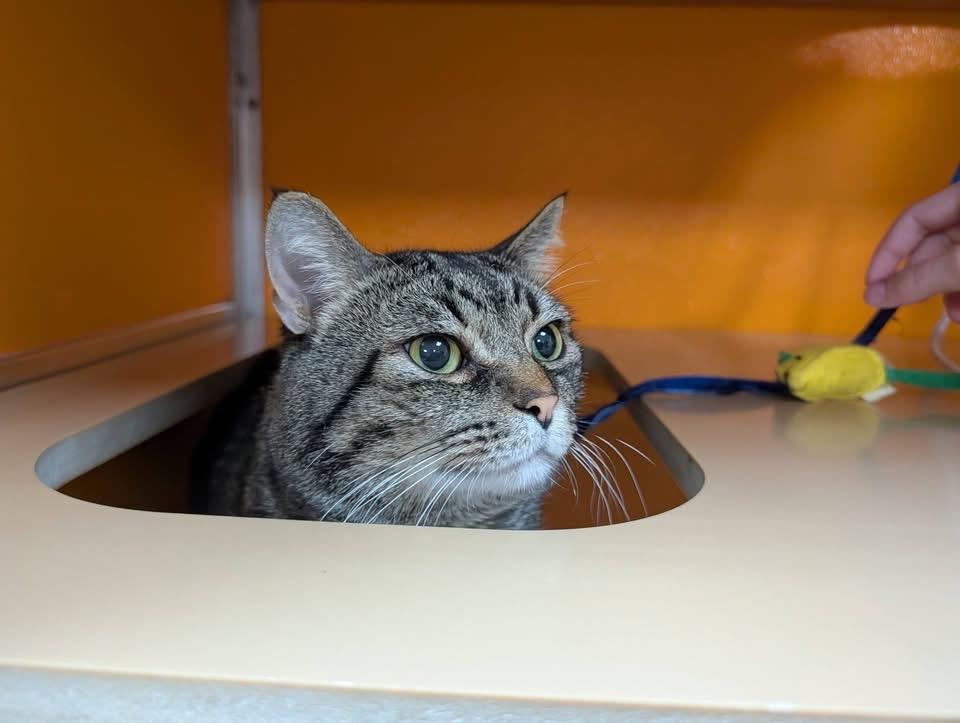 Enlarge Benjamin , a Adoptable Domestic Short Hair in Elyria, OH image 5/6
