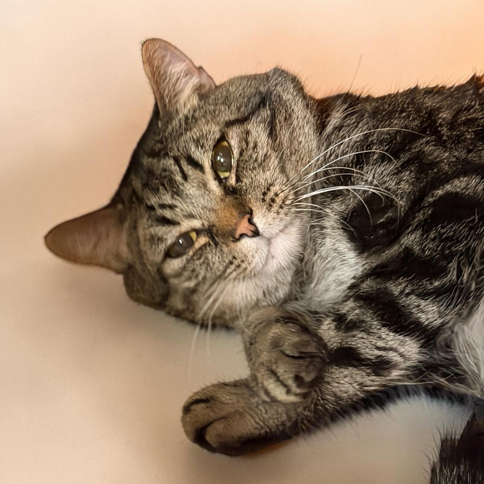 Enlarge Benjamin , a Adoptable Domestic Short Hair in Elyria, OH image 3/6