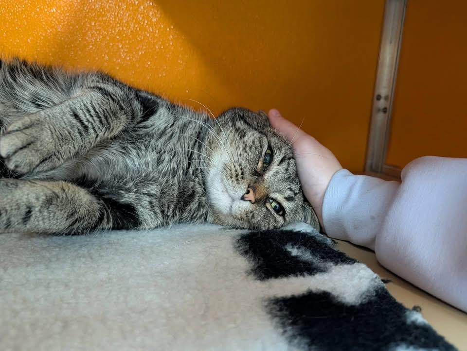 Enlarge Benjamin , a Adoptable Domestic Short Hair in Elyria, OH image 6/6