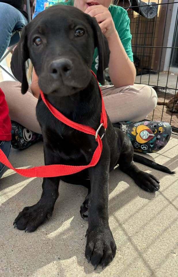 Jett, Adoptable, Young Male Labrador Retriever & Pointer.