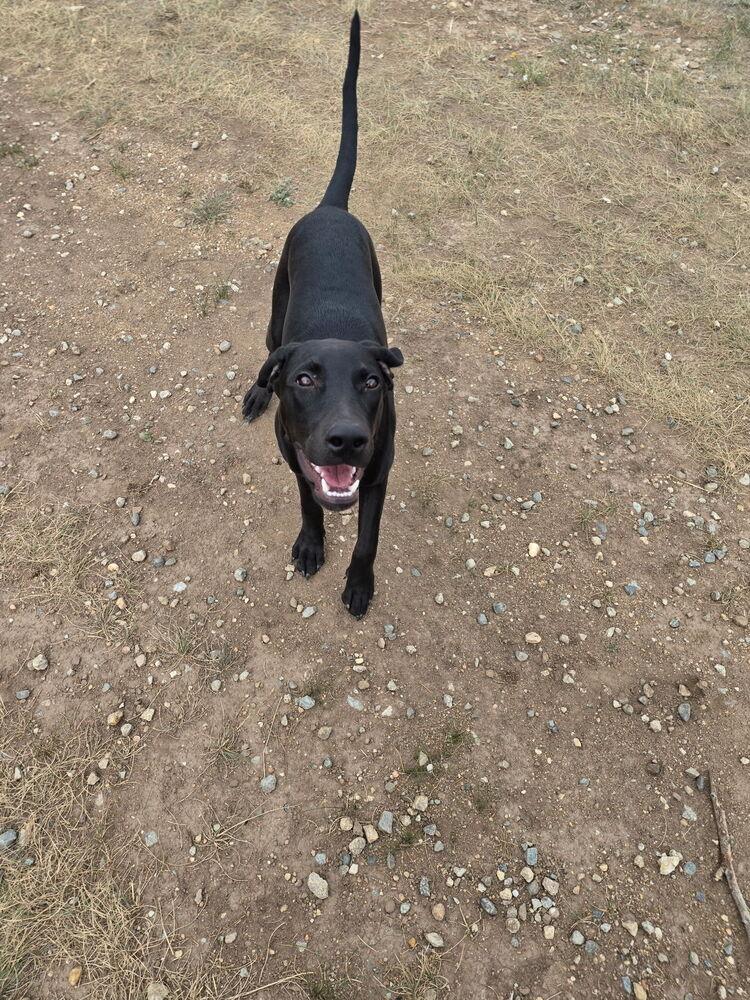 Enlarge Jett, a Adoptable mixed breed in Fort Lupton, CO image 2/6