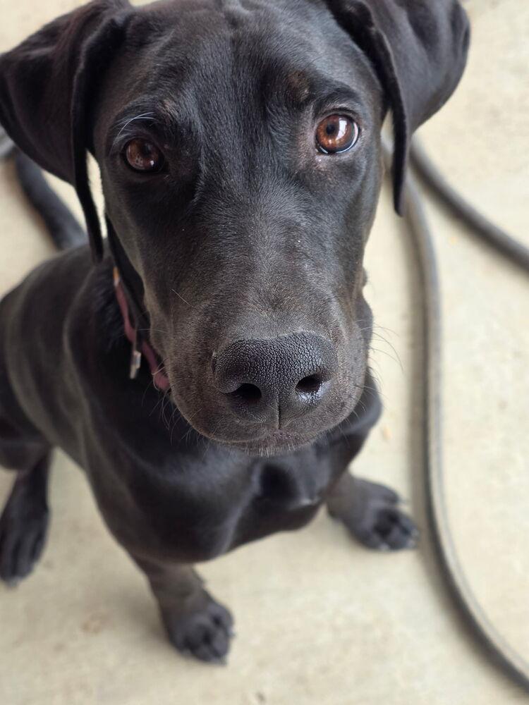 Enlarge Jett, a Adoptable mixed breed in Fort Lupton, CO image 3/6