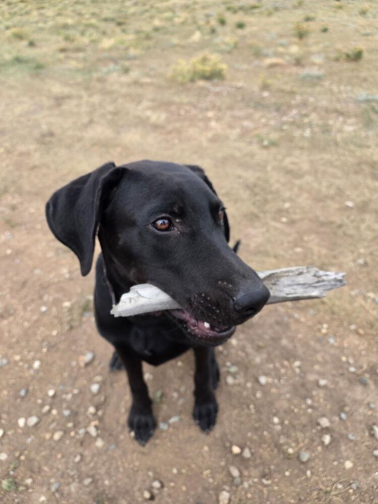 Enlarge Jett, a Adoptable mixed breed in Fort Lupton, CO image 5/6