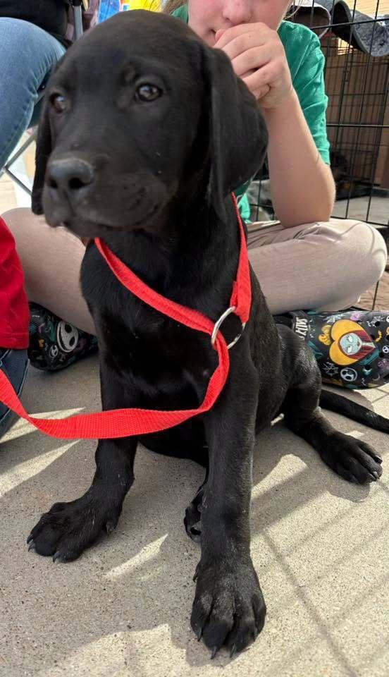 Enlarge Jett, a Adoptable mixed breed in Fort Lupton, CO image 6/6