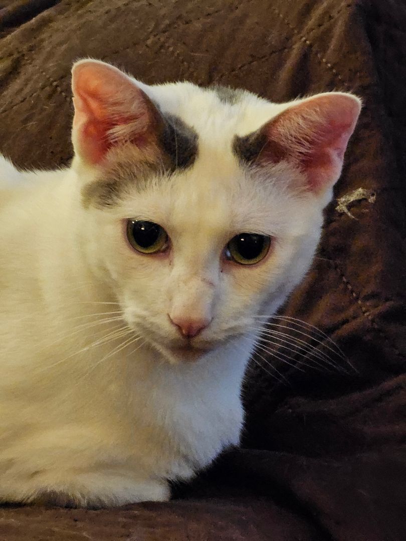 Thor, a Adoptable Domestic Short Hair in Garwood, NJ image 1/2