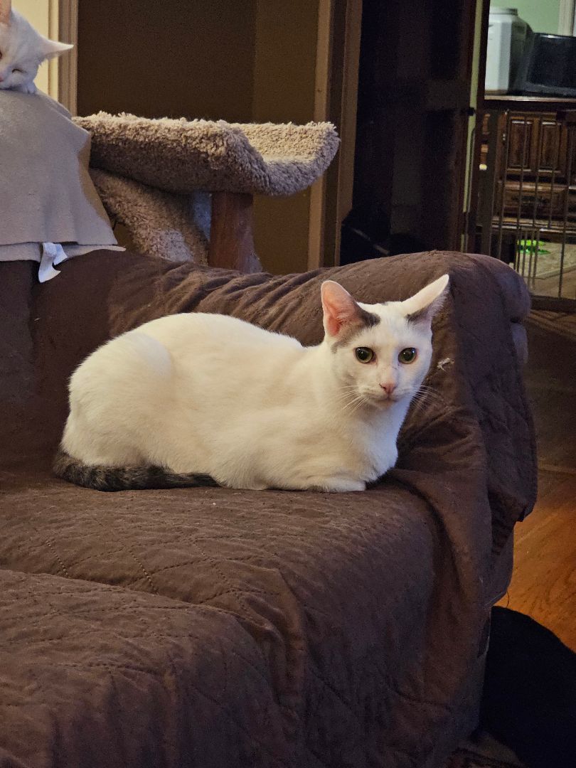 Thor, a Adoptable Domestic Short Hair in Garwood, NJ image 2/2