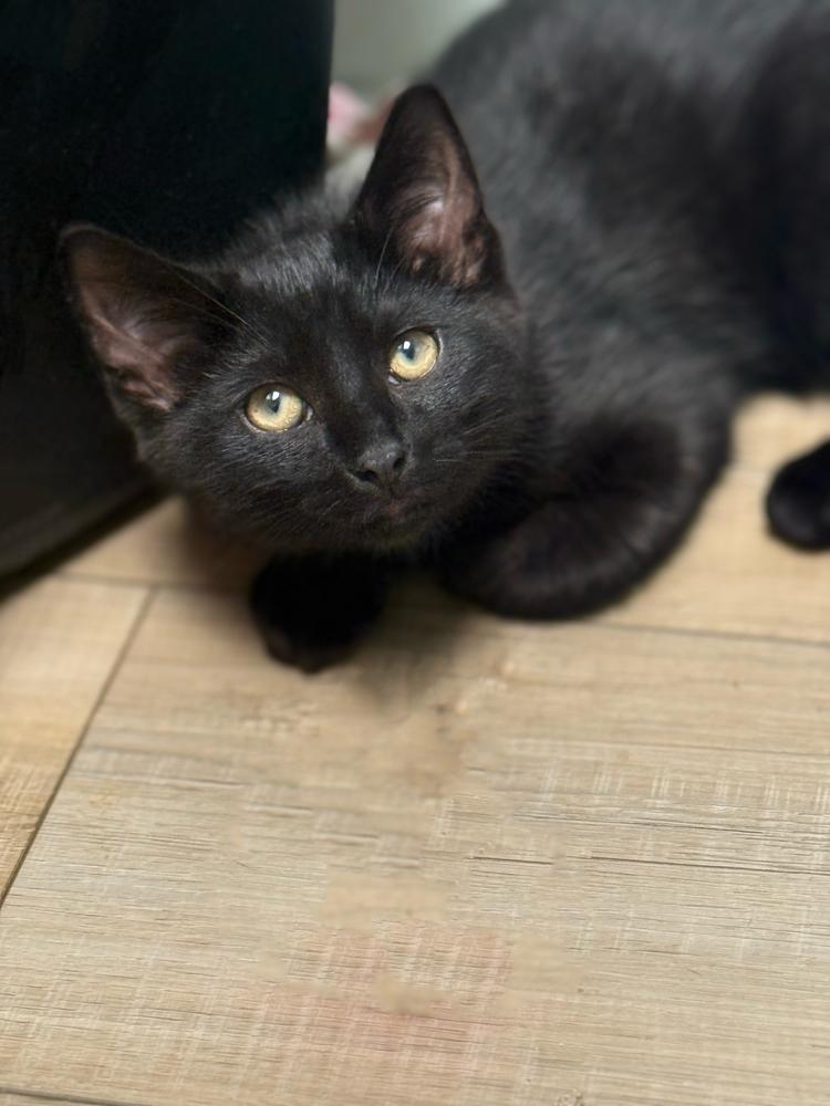 Lummox Sailor, Adoptable, Kitten Male Domestic Short Hair.