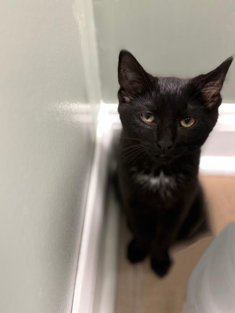 Enlarge Lummox Sailor, a Adoptable Domestic Short Hair in Mount Laurel, NJ image 2/5