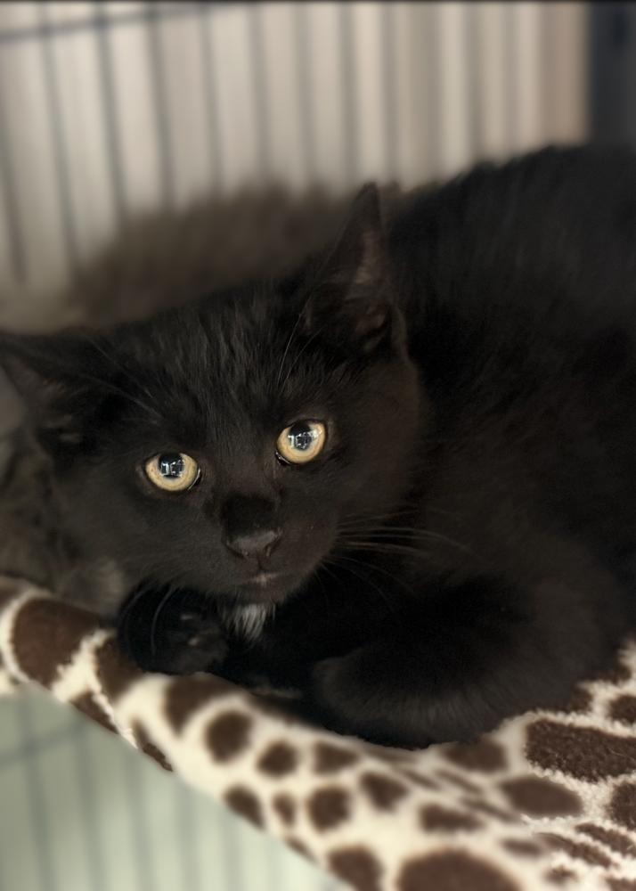 Enlarge Lummox Sailor, a Adoptable Domestic Short Hair in Mount Laurel, NJ image 3/5