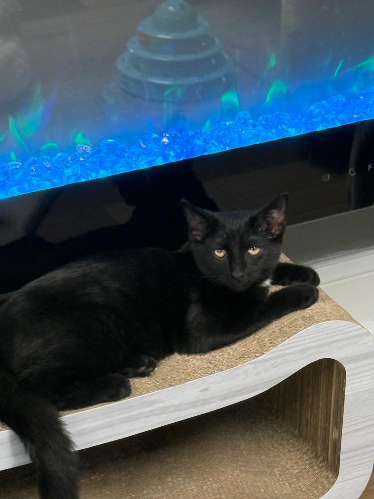 Enlarge Lummox Sailor, a Adoptable Domestic Short Hair in Mount Laurel, NJ image 4/5