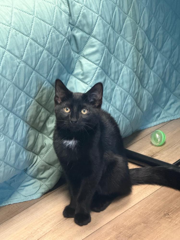 Enlarge Lummox Sailor, a Adoptable Domestic Short Hair in Mount Laurel, NJ image 5/5