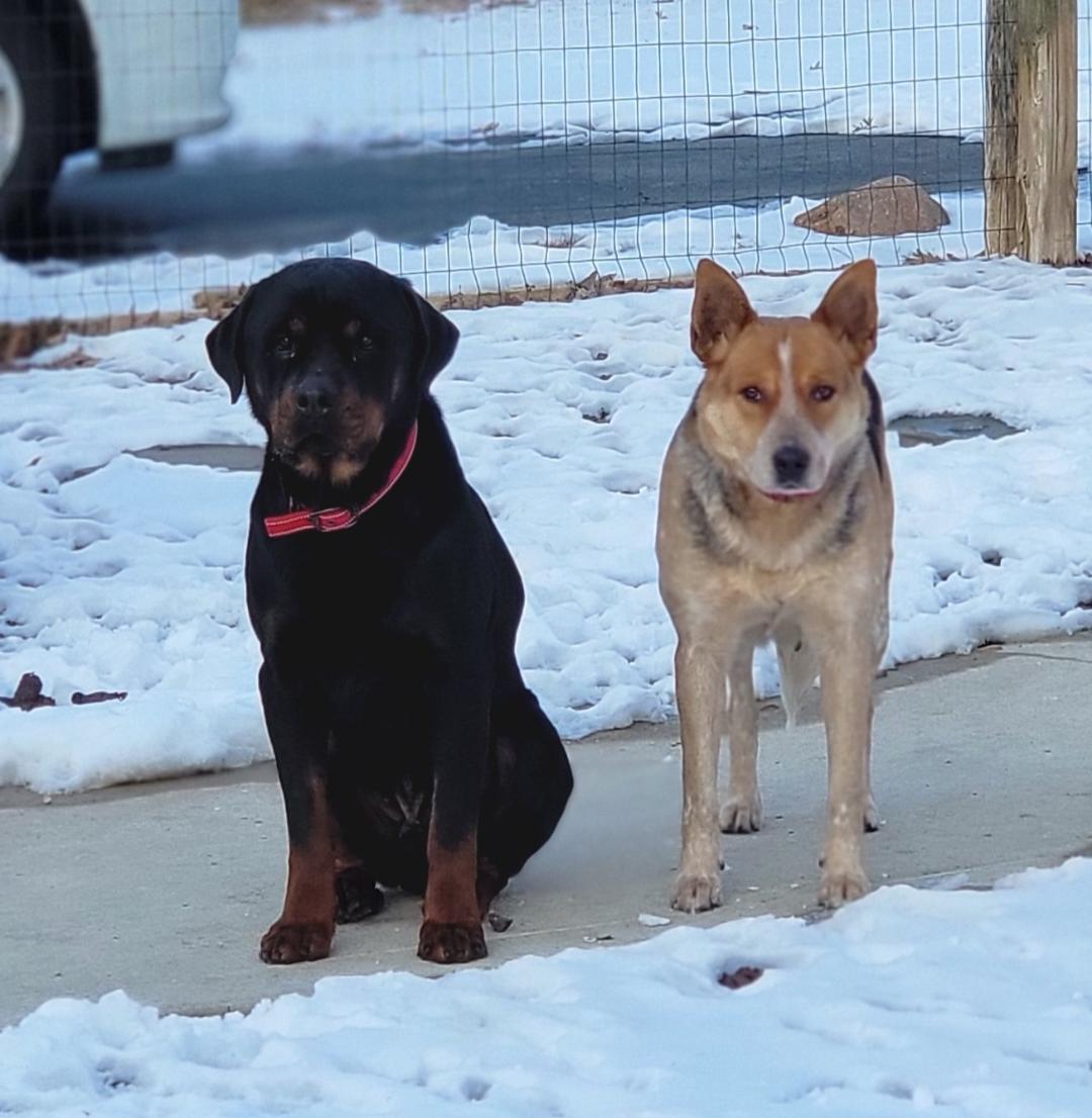 Dorky and Jody (bonded pair) photo 3