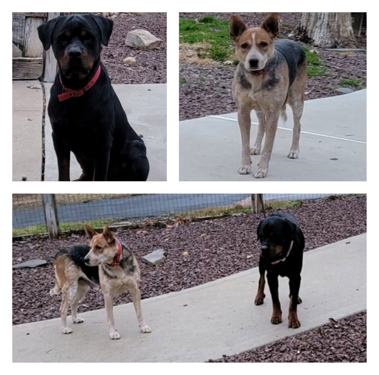 Dorky and Jody (bonded pair) photo 2