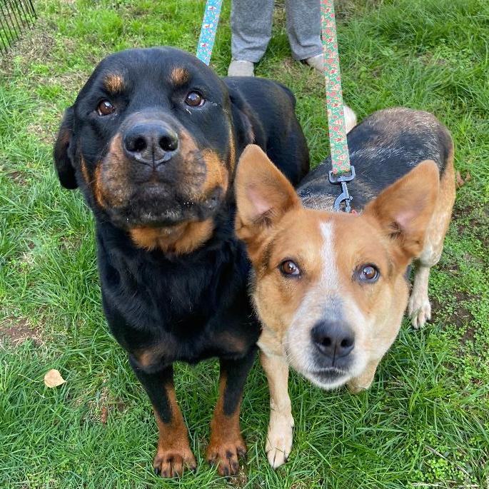 Dorky and Jody (bonded pair)