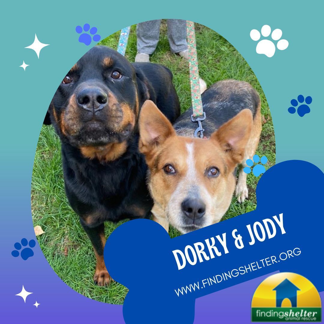 Dorky and Jody (bonded pair) photo 6