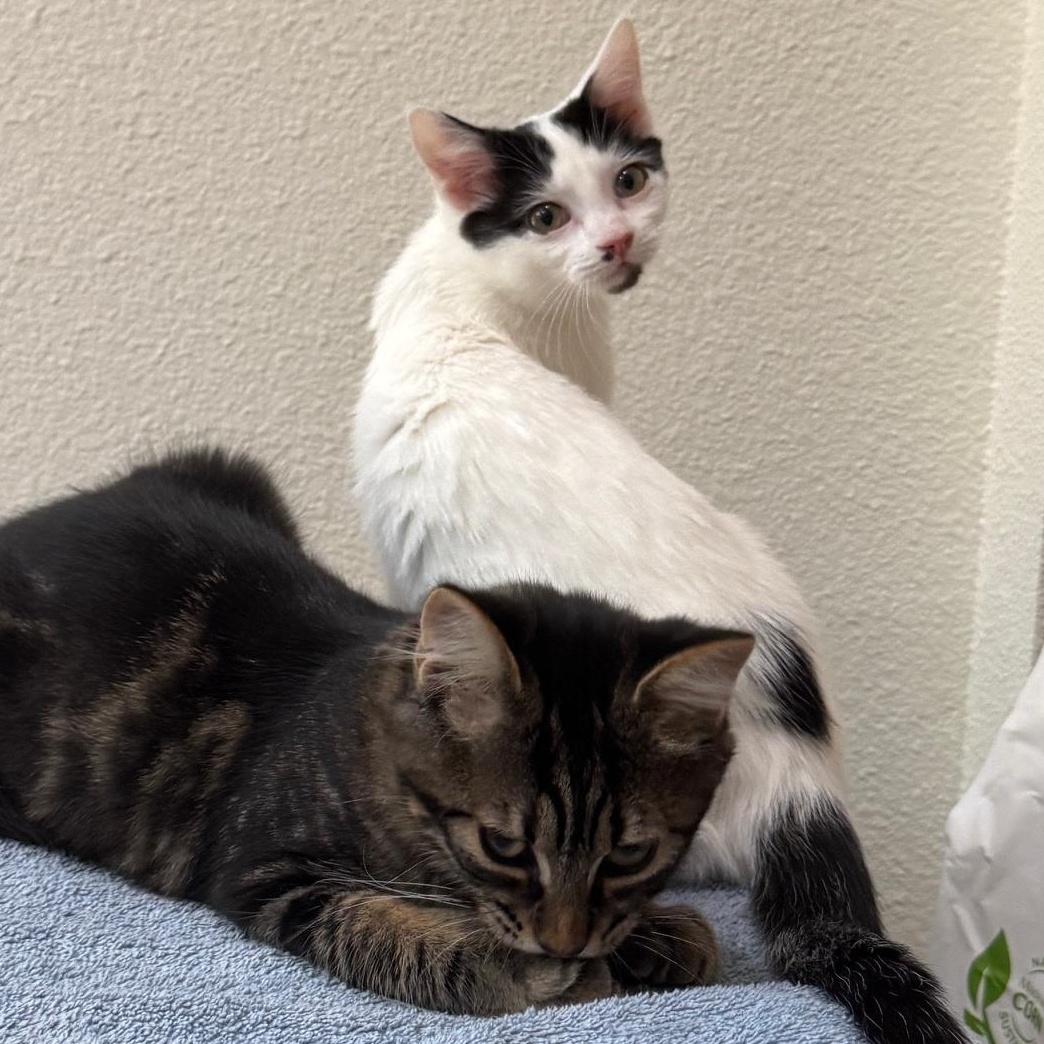 Enlarge Bluebell and Ivy, a Adoptable Domestic Short Hair in Renton , WA image 5/6